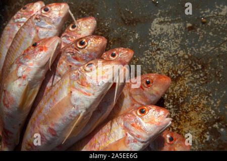 Frische rote Meeräsche, Mullus surmuletus, im Englischen Kanal gefangen. Die Fische werden manchmal auch als rote Meerbarbe gestreift und gelten als begehrte bezeichnet Stockfoto