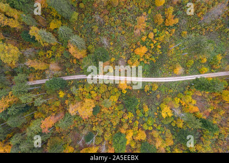 Drone top Aussicht über den Weg in die Landschaft Herbst bend Pinienwald Stockfoto