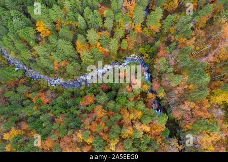 Drone top Aussicht über den Fluss in die Landschaft Herbst bend Pinienwald Stockfoto