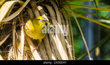 Schöne Nahaufnahme Portrait eines Dorfes weaver Vogel, tropischen Vogel specie aus Afrika Stockfoto