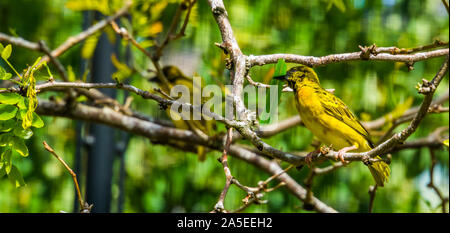 Männliche village Weaver Vögel sitzen auf dem Baum, beliebt und bunter Vogel specie aus Afrika Stockfoto