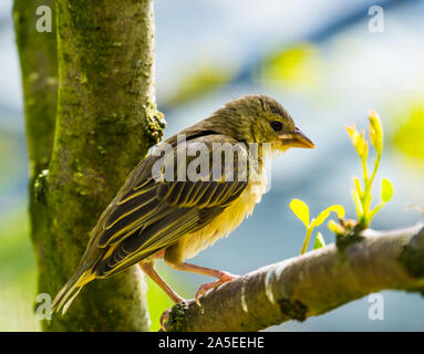 Seite Nahaufnahme eines weiblichen village Weaver sitzen auf dem Baum, beliebte Vogel specie aus Afrika Stockfoto