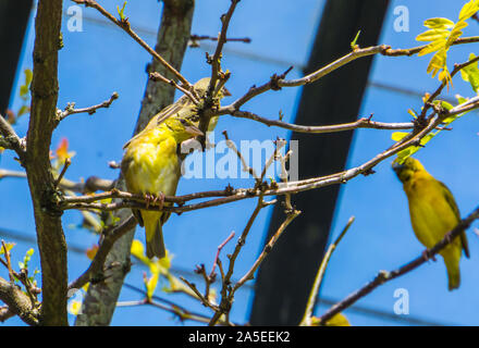 Village weaver Vögel sitzen auf dem Baum, tropischen und bunter Vogel specie aus Afrika Stockfoto