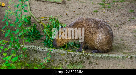 Capybara Blätter essen von einem Ast, weltgrößte Nagetier specie, tropischen Cavia aus Südamerika Stockfoto