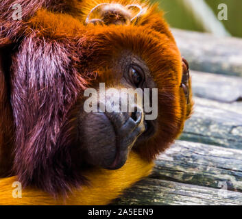 Nahaufnahme des Gesichts einer kupfernen Titi, exotische red Monkey, tropischen Primas Holzart aus Südamerika Stockfoto