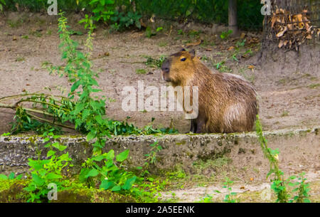 Porträt einer capybara, weltgrößte Cavia specie, Tropische Nagetiere aus Südamerika Stockfoto