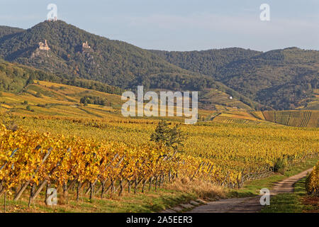 Three ruined castle on the hill over a vineyard landscape Stockfoto