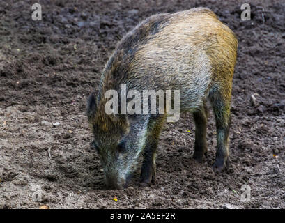 Porträt von einem Wildschwein Rodung der Erde, instinktiven Schwein verhalten, gemeinsame Tierart von Eurasien Stockfoto