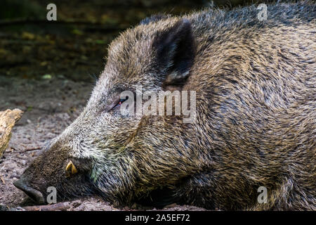 Closeup Portrait des Gesichts eines wilden Board, gemeinsame Schwein specie vom Wald von Eurasien Stockfoto