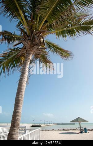 Die Palme über einen leeren Strand lehnte sich auf Dezember in Key West (Florida). Stockfoto