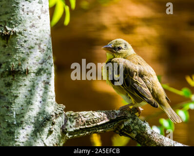 Nahaufnahme eines weiblichen Village weaver Vögel sitzen auf dem Baum, beliebte tropischen in der vogelzucht aus Afrika Stockfoto