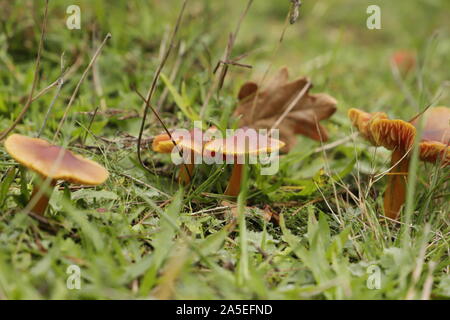 Vermillion waxcap oder Hygrocybe minicata Eine winzige orange Mushroom Stockfoto