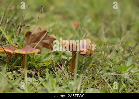 Vermillion waxcap oder Hygrocybe minicata Eine winzige orange Mushroom Stockfoto