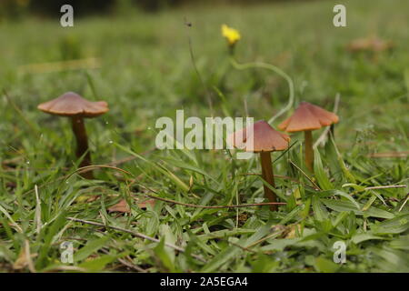 Vermillion waxcap oder Hygrocybe minicata Eine winzige orange Mushroom Stockfoto