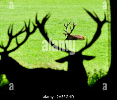 Rotwild in der Ferne, mit Rehe und Hirsche Geweihe in Silhouette in den Vordergrund, Wollaton Park, Nottingham, England, Großbritannien Stockfoto