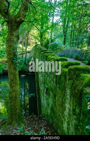 Romantische Szene einer alten Brücke aus Stein und Wasser im Jesmond Dene Park an einem Sommernachmittag in Newcastle-upon-Tyne, Großbritannien Stockfoto