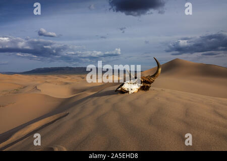 Stier Schädel im Sand der Wüste bei Sonnenuntergang Stockfoto