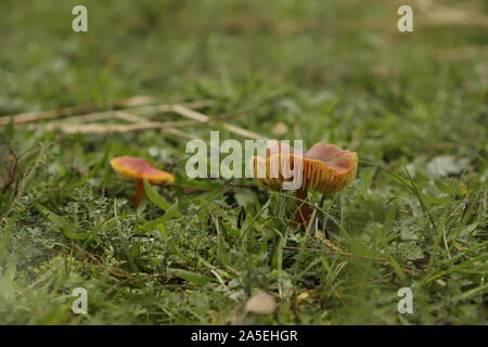 Vermillion waxcap oder Hygrocybe minicata Eine orange Kröte Hocker Stockfoto