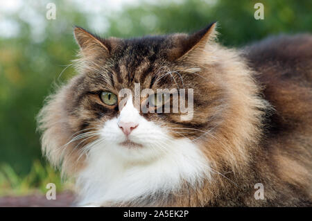 Die Vorderseite eines tabby Schöne flauschige Katze mit sehr langen Haaren, Schnurrhaare und Augenbrauen schließen Stockfoto