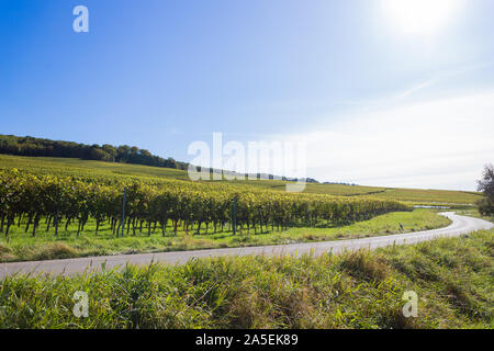 Weinberge im Schwarzwald in der Nähe von muellheim im Spätsommer Stockfoto