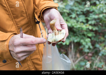 Frau ist das Sammeln von Pilzen in einer Plastiktüte Stockfoto