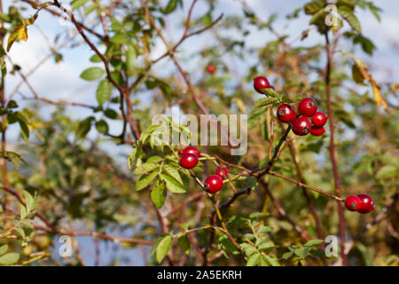 Reife Hagebutten am Aussichtspunkt an der Sutors von Cromarty. 23/09/19. Stockfoto