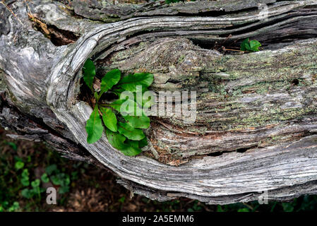 Herbst im Park, Philadelphia, PA, USA Stockfoto