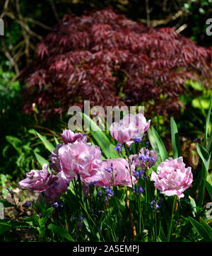 Tulip Angelique, Double, Double Pfingstrose geformt, Blumen, Blume, Blüte, Tulpen, Rosa, Blush Pink, Farbe, Farbe, farbige, farbige, RM Floral Stockfoto