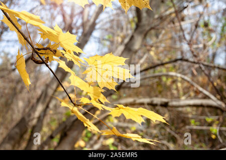 Vergilbte Blätter an einem Baum. Sonniges Wetter, Herbst. Stockfoto