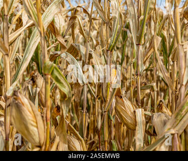 Reife Ähre trocknen auf cornstalk. Schale öffnen, goldgelb Kernel auf cob. Sonnige Herbst Tag während Mittelwesten Erntesaison Stockfoto