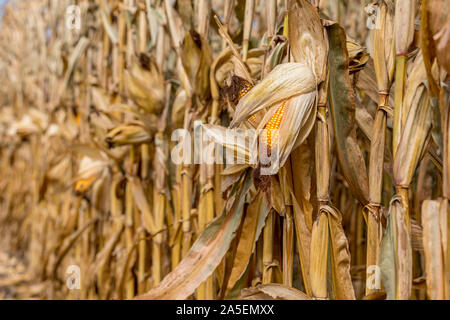 Reife Ähre trocknen auf cornstalk. Schale öffnen, goldgelb Kernel auf cob. Sonnige Herbst Tag während Mittelwesten Erntesaison Stockfoto