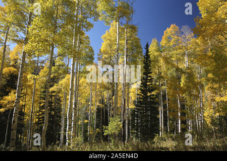 Herbstfarben im Gebirge, Big Cottonwood Canyon, Utah Stockfoto