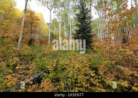 Herbstfarben im Gebirge, Big Cottonwood Canyon, Utah Stockfoto