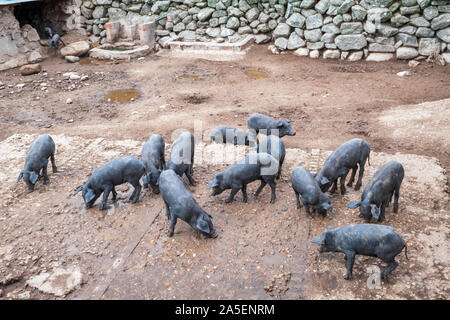 Schwarzen iberischen Ferkel spielen und durchstreifen um draussen auf der Suche nach Essen auf einem Bauernhof Stockfoto