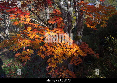 Herbstfarben von Bergen Stockfoto