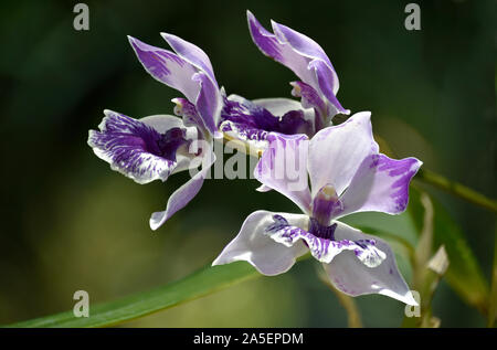 Violett und Weiß blühenden Orchideen im Botanischen Garten in New Mexico Stockfoto