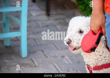Lagotto Romagnolo mit einem Hundebesitzer. Er ist ein roter Kragen bekam. Kopf des Hundes und des Besitzers sichtbar sind. Stockfoto
