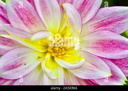 Dahlie Blüte Nahaufnahme Stockfoto