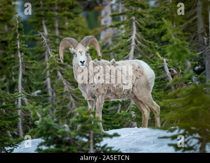 Single Big Horn Schafe in Bäumen und auf felsigen Boulder Stockfoto