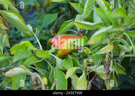 Grün Rot süße Paprika hängen an den Stamm einer Pflanze reif, unter den grünen Blättern der Pfeffer. Stockfoto