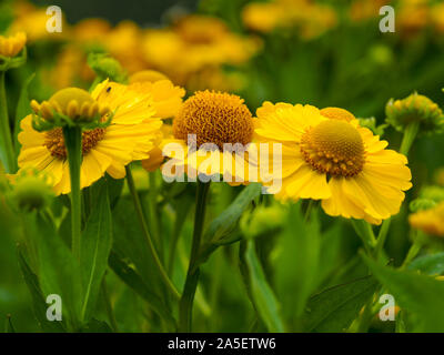 Leuchtend gelbe Helenium Blumen (sneezeweed) in einem Garten Stockfoto