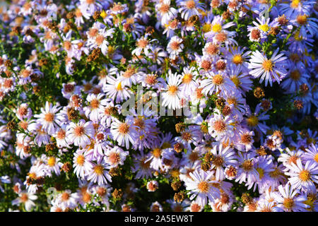 Zarter herbst Ukrainischen untermaßige Blumen die immer blühen im September. Die hellen und farbenfrohen Bush mit großen lila Blüten, Symphyotrichum novi-b Stockfoto