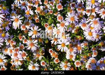 Zarter herbst Ukrainischen untermaßige Blumen die immer blühen im September. Die hellen und farbenfrohen Bush mit großen lila Blüten, Symphyotrichum novi-b Stockfoto