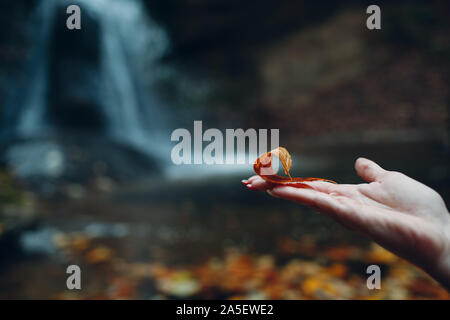 Gelbe Blatt auf Palm auf dem Wasser mit Blättern Hintergrund. Herbst Konzept. Stockfoto