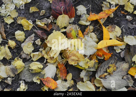 Herbst gelb Pfirsich Blätter, trockene Blätter von viburnum und vergilbte Blätter von Apple Bäume sind auf schwarz Schwarzerde, Erde befindet. Stockfoto