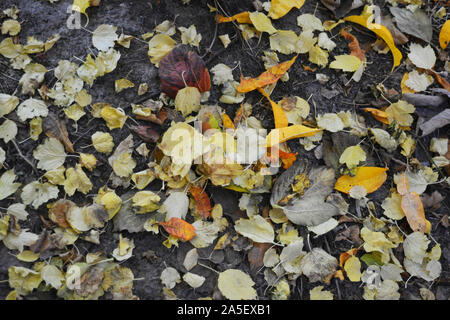 Herbst gelb Pfirsich Blätter, trockene Blätter von viburnum und vergilbte Blätter von Apple Bäume sind auf schwarz Schwarzerde, Erde befindet. Stockfoto