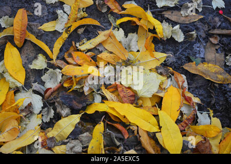 Herbst gelb Pfirsich Blätter, trockene Blätter von viburnum und vergilbte Blätter von Apple Bäume sind auf schwarz Schwarzerde, Erde befindet. Stockfoto