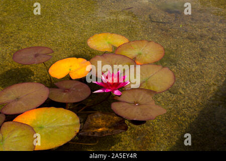 Farbenprächtige Seerosen (Nymphaeaceae sp.), die in einem Teich an der neu restaurierten "Newt in Somerset' Garten und Hotel, nr Bruton, England, Großbritannien Stockfoto