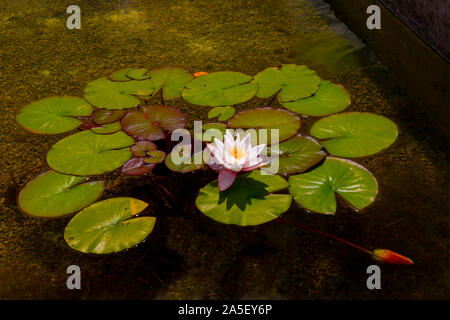 Farbenprächtige Seerosen (Nymphaeaceae sp.), die in einem Teich an der neu restaurierten "Newt in Somerset' Garten und Hotel, nr Bruton, England, Großbritannien Stockfoto