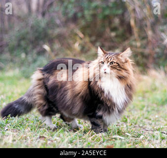 Seitenansicht eines männlichen Erwachsenen Norwegische Waldkatze über den Rasen herum stehen auf der Suche Stockfoto